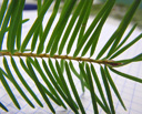 douglasie (pseudotsuga sp.), nadelförmige blätter wechselständig, einzeln am zweig || foto details: 2009-01-26, innsbruck, austria, Pentax W60.